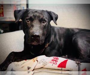Labrador Retriever-Unknown Mix Dogs for adoption in Orlando, FL, USA