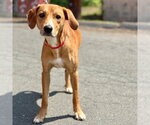 Small #2 Plott Hound Mix