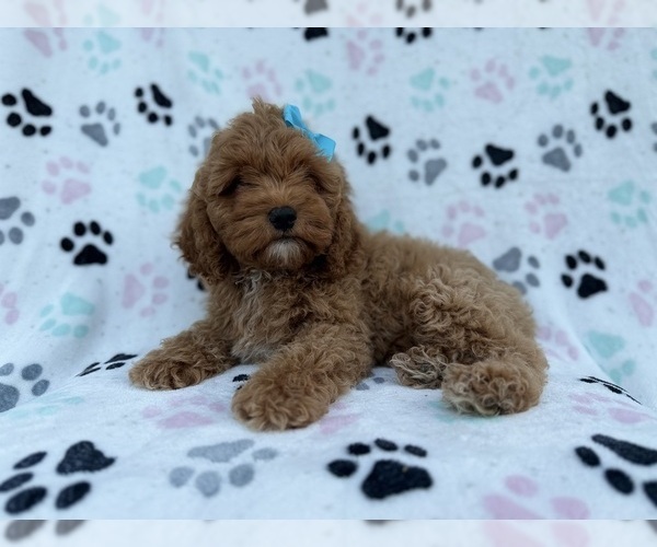 Medium Photo #2 Cock-A-Poo Puppy For Sale in LAKELAND, FL, USA