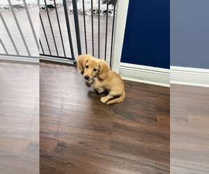 Dachshund Puppy for sale in CLEARWATER, FL, USA