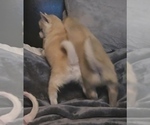 Small Photo #44 Pomsky Puppy For Sale in LOVELAND, CO, USA