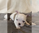 Small #3 French Bulldog