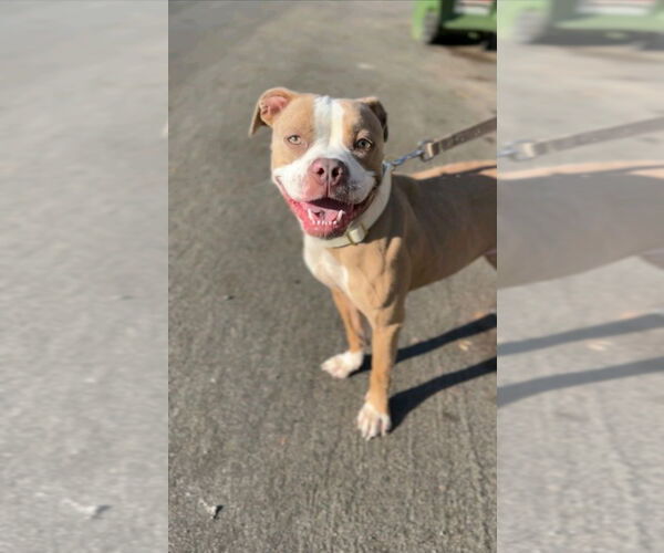 Medium Photo #2 American Staffordshire Terrier-Unknown Mix Puppy For Sale in Lake Forest, CA, USA