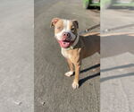 Small #1 American Staffordshire Terrier Mix