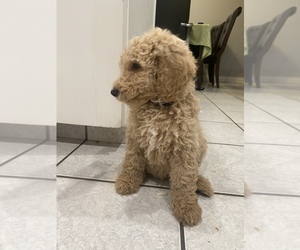 Goldendoodle Puppy for sale in GRANGER, UT, USA