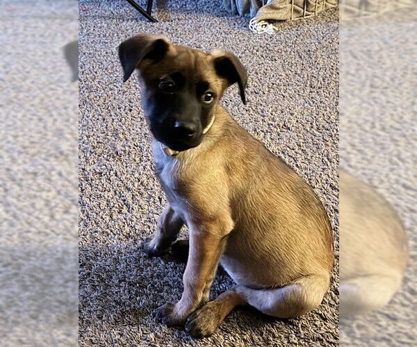 Medium Photo #2 Mutt Puppy For Sale in Genesee, WI, USA