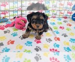 Small #4 Yorkshire Terrier