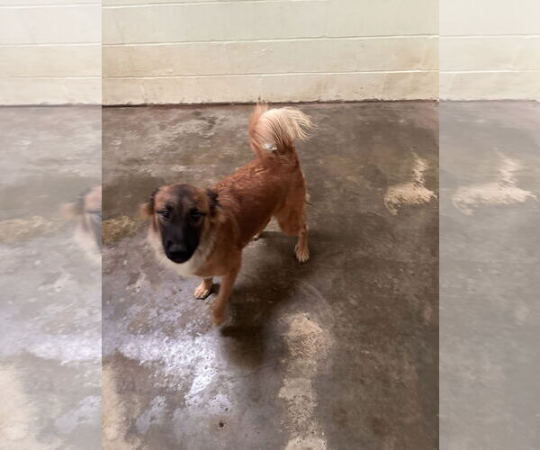 Medium Photo #2 Collie-Unknown Mix Puppy For Sale in Jackson, MS, USA