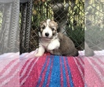 Small Photo #2 Bichon Frise Puppy For Sale in MONTECITO, CA, USA