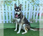 Small #1 Siberian Husky