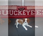 Small Photo #20 Cavalier King Charles Spaniel Puppy For Sale in HOWLAND, OH, USA