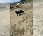 Small Photo #1 Border Collie Puppy For Sale in SELAH, WA, USA