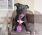 Small #2 American Staffordshire Terrier