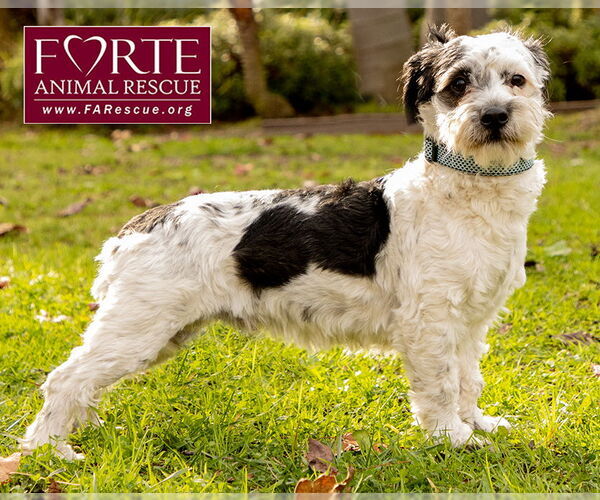 Medium Photo #6 Poodle (Miniature)-Unknown Mix Puppy For Sale in Marina del Rey, CA, USA