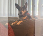 Small #4 Chihuahua