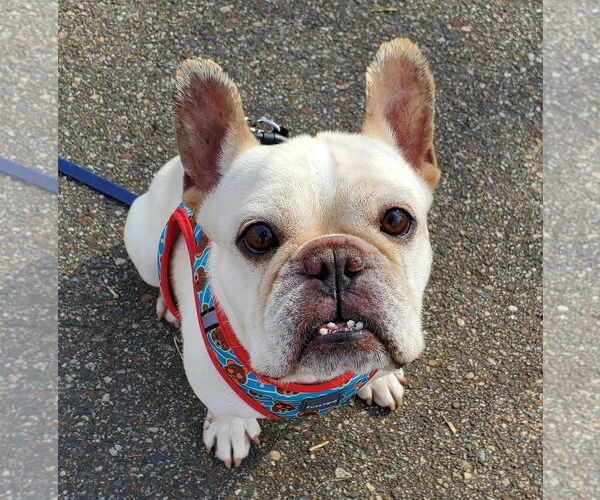 Medium Photo #14 French Bulldog Puppy For Sale in St. Louis Park, MN, USA