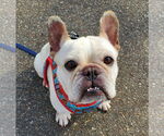Small #13 French Bulldog