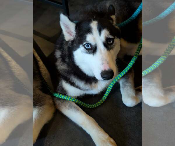 Medium Photo #6 Siberian Husky-Unknown Mix Puppy For Sale in Holly Springs, NC, USA