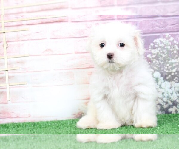 Medium Photo #5 Maltese Puppy For Sale in BEL AIR, MD, USA