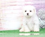 Small Photo #5 Maltese Puppy For Sale in BEL AIR, MD, USA