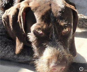 Father of the German Shorthaired Pointer-German Wirehaired Pointer Mix puppies born on 04/07/2025