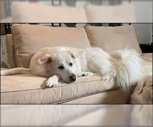 Great Pyrenees Dogs for adoption in Houston, TX, USA