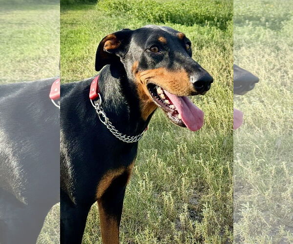 Medium Photo #1 Doberman Pinscher Puppy For Sale in Devine, TX, USA
