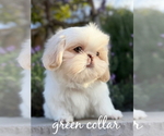 Puppy Cory Shih Tzu
