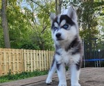 Small Photo #5 Siberian Husky Puppy For Sale in ALPENA, MI, USA