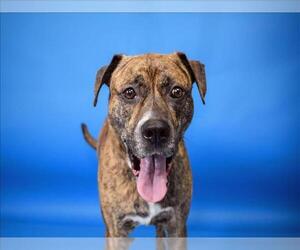 Mutt Dogs for adoption in West Palm Beach, FL, USA