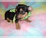 Small #4 Chihuahua