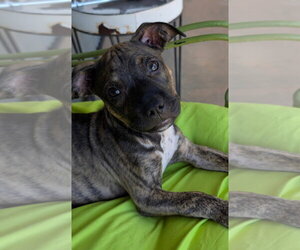Mutt Dogs for adoption in Rockaway, NJ, USA