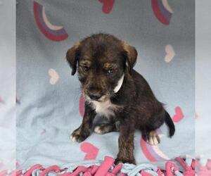 Irish Terrier-Unknown Mix Dogs for adoption in HESPERIA, CA, USA