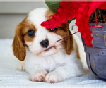 Puppy Mable Cavalier King Charles Spaniel