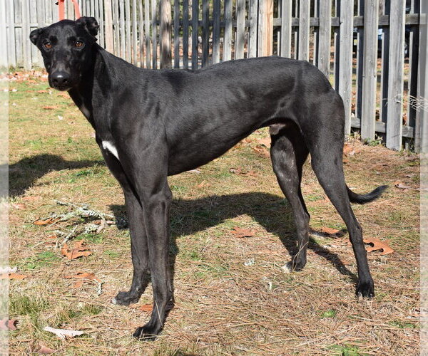 Medium Photo #5 Greyhound Puppy For Sale in Cherry Hill, NJ, USA