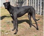 Small #4 Greyhound