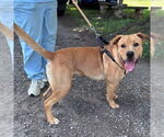 Small #1 Labrador Retriever Mix