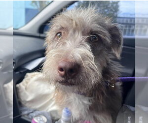 Momo - Male Mutt Dog for Adoption - Photo #3