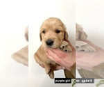 Small Photo #3 Golden Retriever Puppy For Sale in BOISE, ID, USA