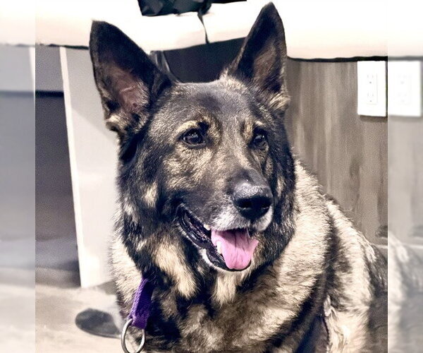 Medium Photo #1 German Shepherd Dog Puppy For Sale in Alameda, CA, USA
