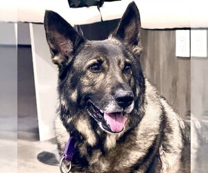 German Shepherd Dog Dogs for adoption in Alameda, CA, USA