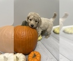 Small Photo #8 Goldendoodle Puppy For Sale in EUREKA, MO, USA
