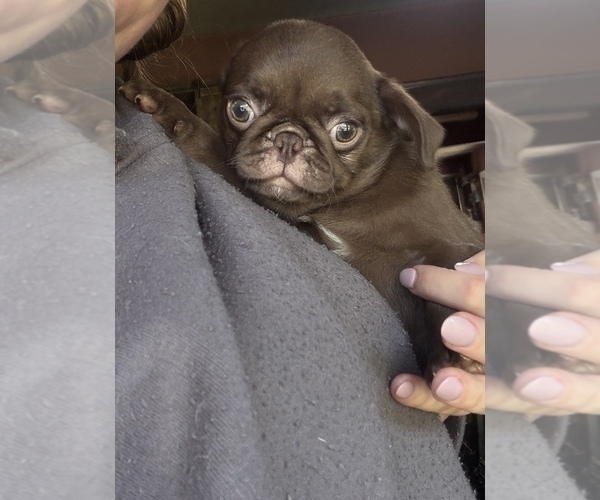 Medium Photo #6 Pug Puppy For Sale in BLOOMINGTON, IL, USA