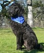 Small Photo #5 Labradoodle Puppy For Sale in CLE ELUM, WA, USA