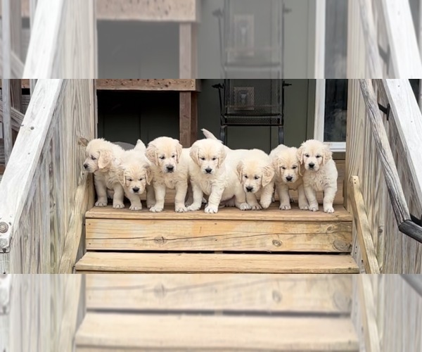 Medium Photo #4 English Cream Golden Retriever Puppy For Sale in WHITE HOUSE, TN, USA