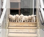 Small #3 English Cream Golden Retriever