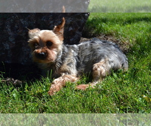 Father of the Yorkshire Terrier-Zuchon Mix puppies born on 07/13/2025