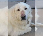 Small #4 Great Pyrenees