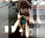 Small German Shepherd Dog Mix
