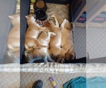 Small Photo #9 Shiba Inu Puppy For Sale in CAMERON, MO, USA